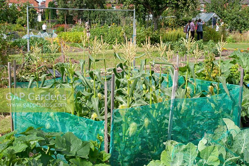 Allotment with vegetable bed growing corn with green protective meshing in July by housing estate. Marlborough Road allotment site, Flixton, Manchester. Open for the National Garden Scheme
