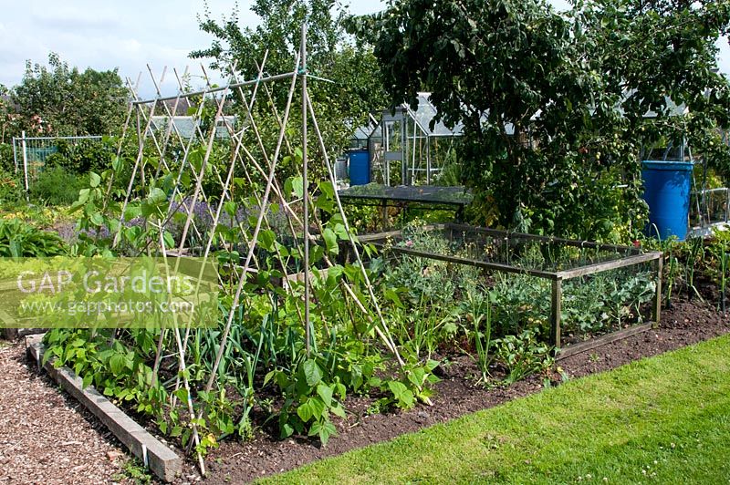Allotment with vegetable beds with runner bean and cane support, leek, brassica growing under protective frame, fruit trees and greenhouse. Marlborough Road allotment site, Flixton, Manchester. Open for the National Garden Scheme