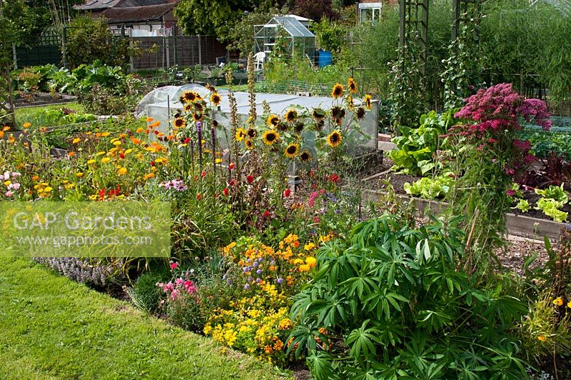Allotment with raised vegetable beds, greenhouse, protective cloches and a border with mixed garden flowers of sunflower, marigold Lupinus and Rudbeckia. Marlborough Road allotment site, Flixton, Manchester. Open for the National Garden Scheme