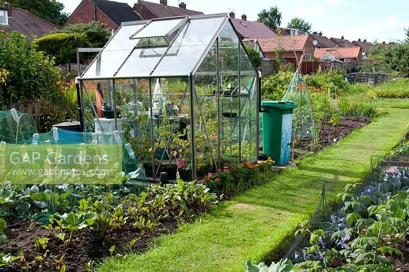 Allotment by housing estate with vegetable beds growing brassica protected by netting and chard, greenhouse with tomato plants, grass path and companion planting of Calandula in July. Marlborough Road allotment site, Flixton, Manchester. Open for the National Garden Scheme