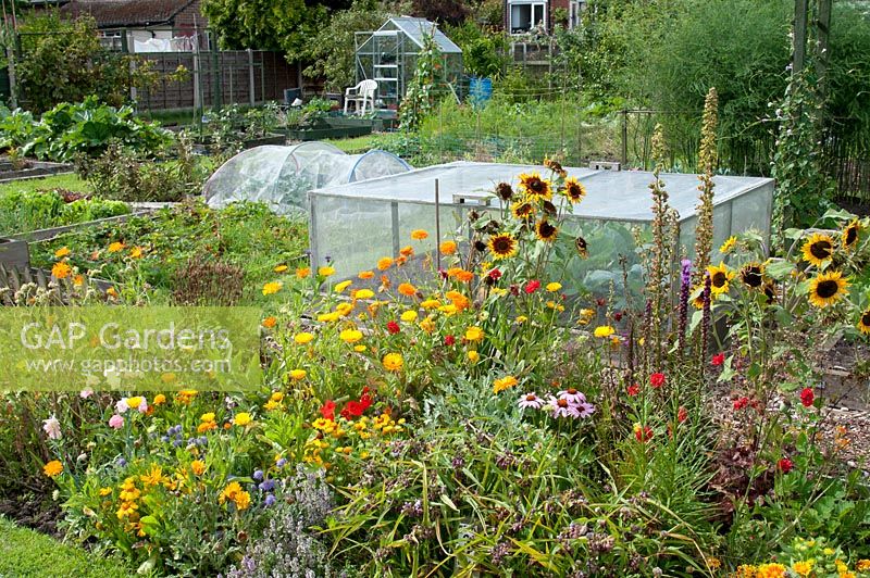 Allotment with raised vegetable beds, greenhouse, protective cloches and a border with mixed garden flowers of sunflower, marigold and Rudbeckia. Marlborough Road allotment site, Flixton, Manchester. Open for the National Garden Scheme