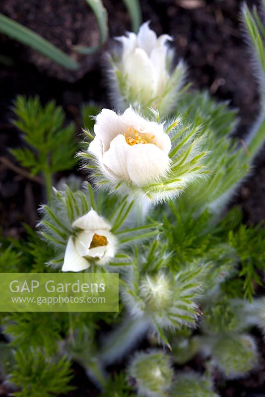 Pulsatilla vulgaris 'Alba' - Pasque flower 