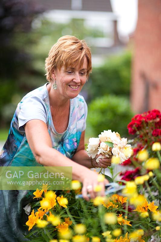 Angie Barker garden designer dead heading Peony and Rose 'George Best' in her garden - Acreswood