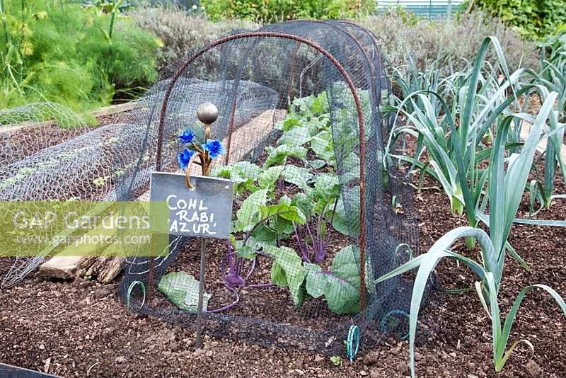 Rows of Cohl Rabi 'Azur' growing in a kitchen garden, under protective rusty steel cloche with butterfly netting, slate plant label, Cohl Rabi 'Azur' with rusted iron support and blue painted flowers