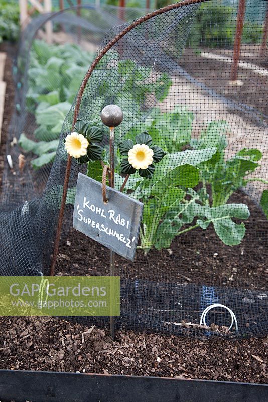 Slate plant label, with rusted iron support and painted yellow flowers, marking out rows of Kohl Rabi 'Superschmelz' in a Kitchen garden in September
