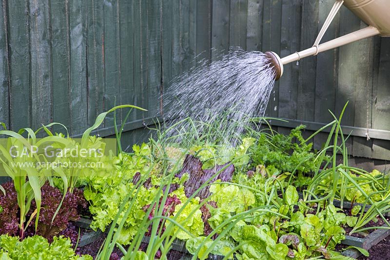 Watering vegetables within a square foot gardening border