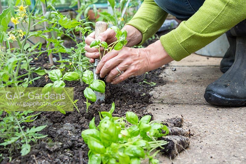 Underplanting tomato plants in a greenhouse with basil plugs