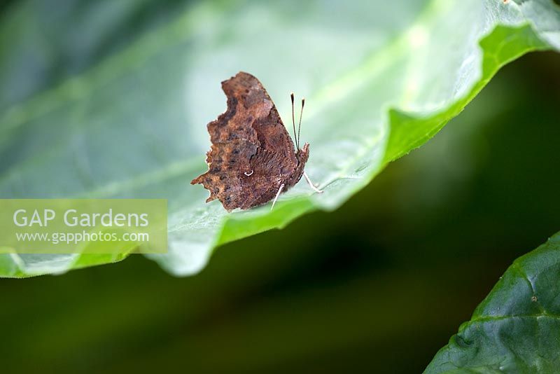 Comma Butterfly - Polygonia c - album on a Rhubarb leaf