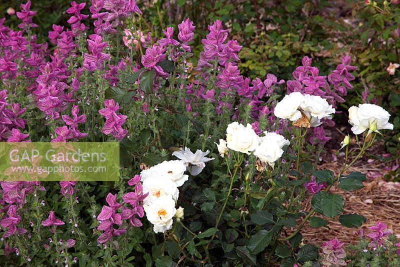 Clary sage and roses grow next to each other on the farm