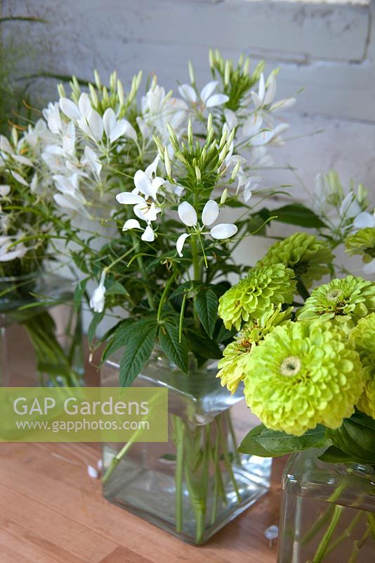 Cool white Cleome and zingy lime Zinnia sit in Kilner jars in a cool spot in the studio