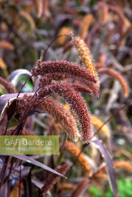 Setaria italica 'Red Jewel' - Red Foxtail Millet 