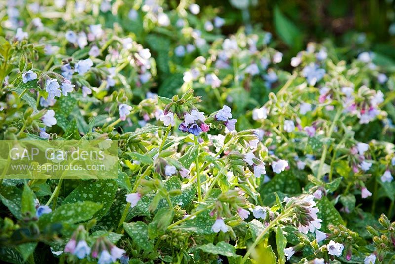 Pulmonaria officinalis 'Bowles's Blue' flowering in April - Common Lungwort