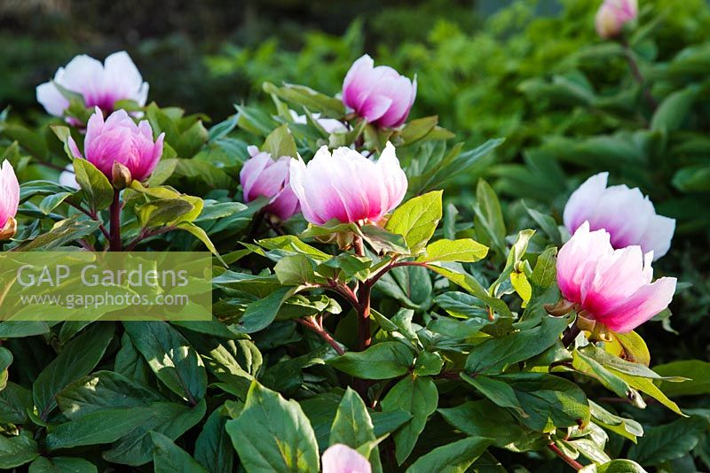 Paeonia mascula ssp. russii flowering in April