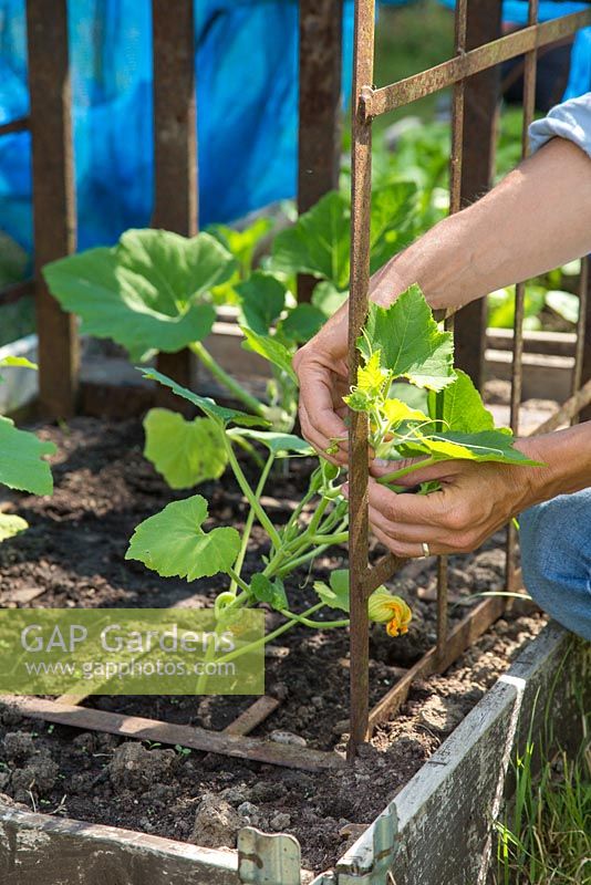 Manually assisting and encouraging Gourd 'Autumn Glory' to grow along metal frame. 