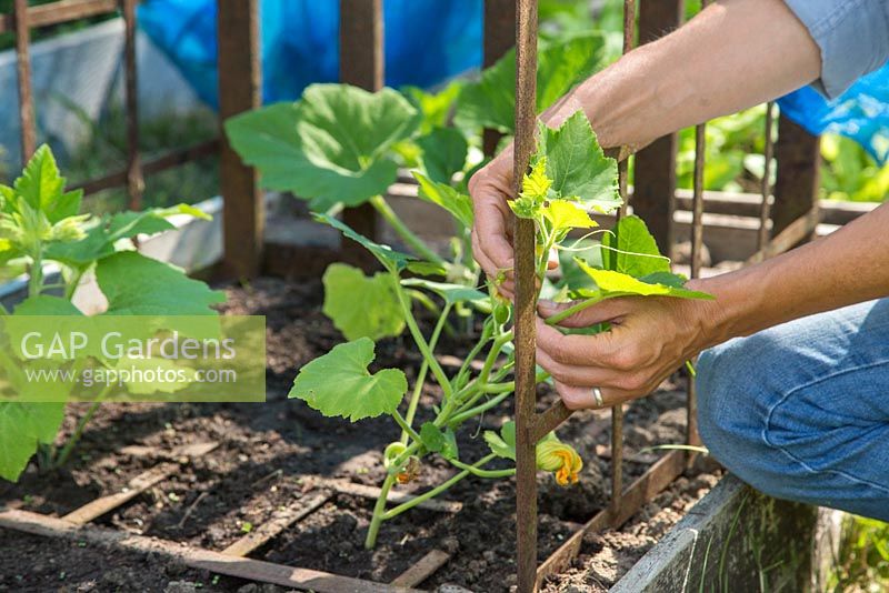 Manually assisting and encouraging Gourd 'Autumn Glory' to grow along metal frame. 