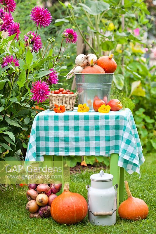 Summer arrangements in country garden; basket of Cherry tomatoes, bucket of squash, milk can, onions.