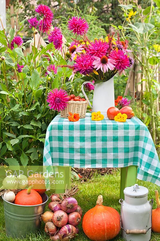 Summer arrangements in country garden; jug of perennials includes Dahlias, Echinacea purpurea, Persicaria 'Fitetail'. Cherry tomatoes. Colander of apples. Squash. Tomatoes.