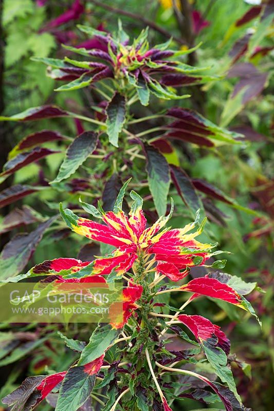 Amaranthus tricolor 'Joseph's Coat' - Callaloo - September - Surrey