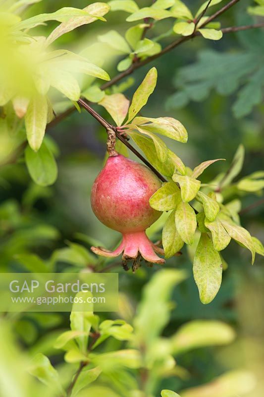 Punica granatum 'Nana' - Dwarf pomegranate - September - Surrey