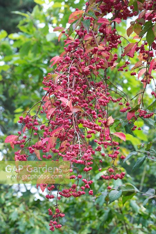 Euonymus europaeus 'Red Cascade' - Spindle - September - Gloucestershire 