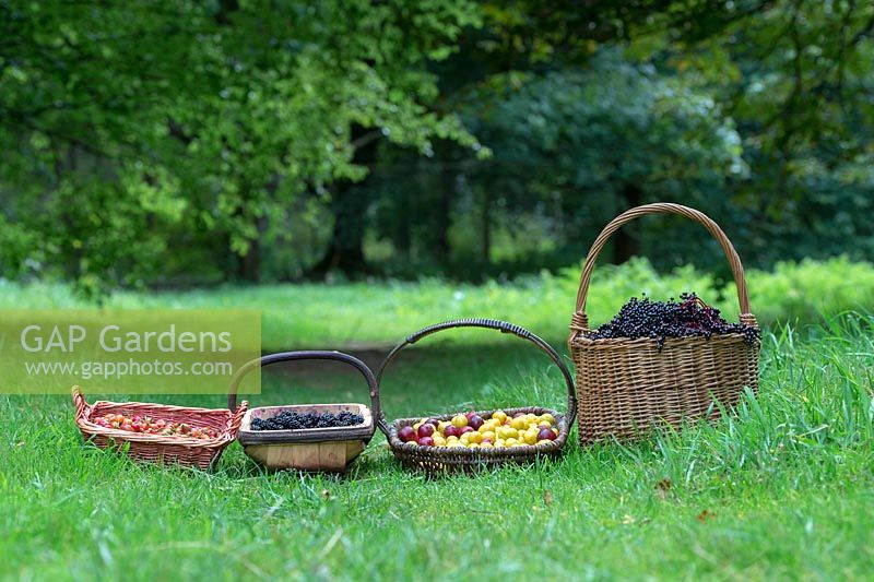 Foraged elderberries, blackberries, rose hips and plums in the english countryside - August - Oxfordshire