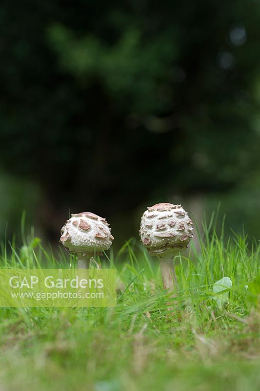 Macrolepiota procera - Parasol mushrooms in the english countryside - August - Oxfordshire