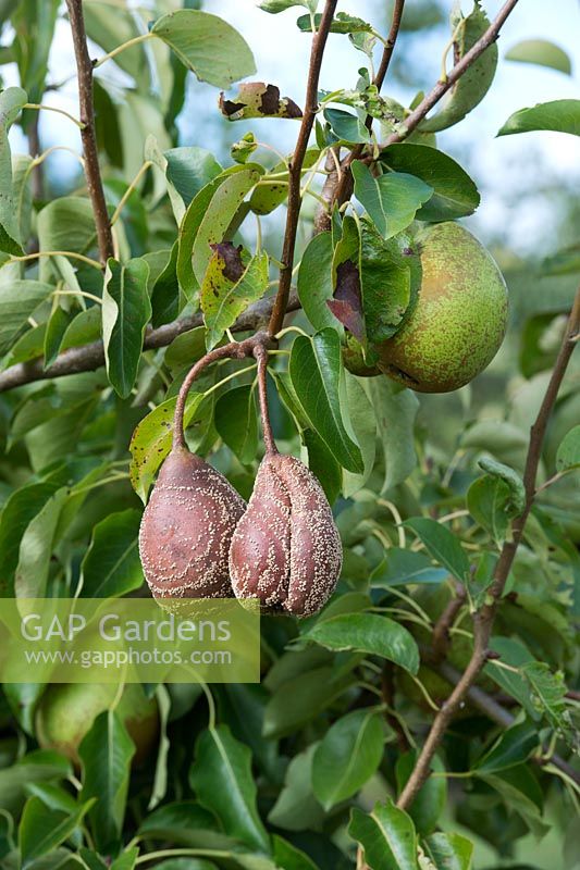 Pyrus with Monilinia fructicola - Pears with brown rot - August - Oxfordshire