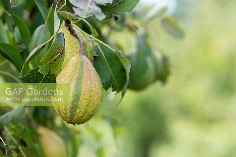 Pyrus communis 'Pysanka' - Pear 'Humbug' - August - Surrey
