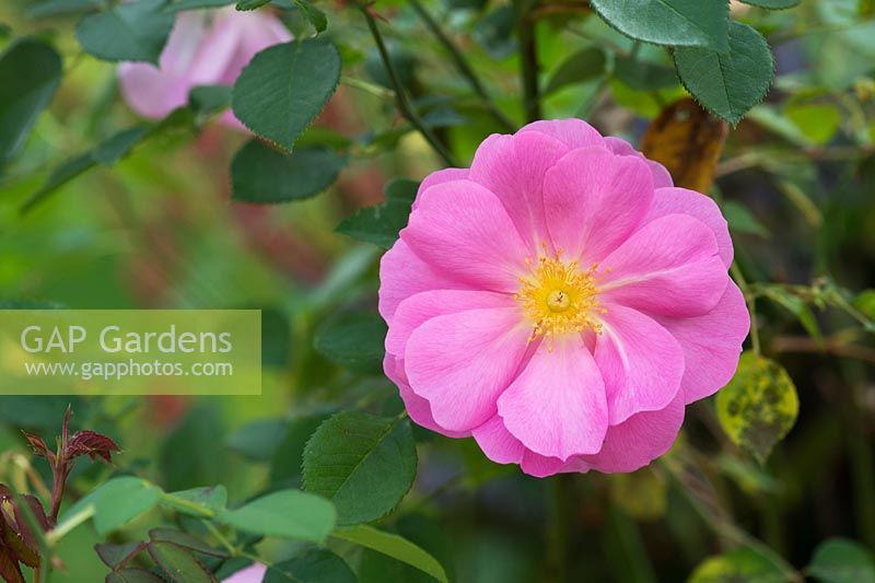 Rosa 'Cariad' - English shrub rose 'Cariad'/ Rosa 'Auspanier' - September - Surrey