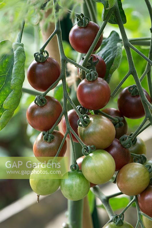 Solanum lycopersicum - Tomato 'Rosella' on the vine - August - Oxfordshire