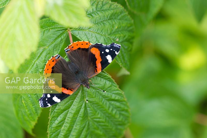 Vanessa atalanta - Red Admiral butterfly on a raspberry plant leaf - August - Oxfordshire