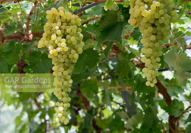 Vitis vinifera 'Sultana Thompsons Seedless' - Grapes - August - Surrey
