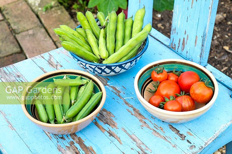 Small bowls containing freshly harvested summer vegetables, Peas 'kelvedon wonder', Broad Beans 'Greeny' and various tomato varieties.