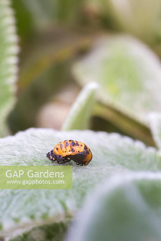 22-spot ladybird larvae on Stachys byzantina leaf. Psyllobora 22-punctata