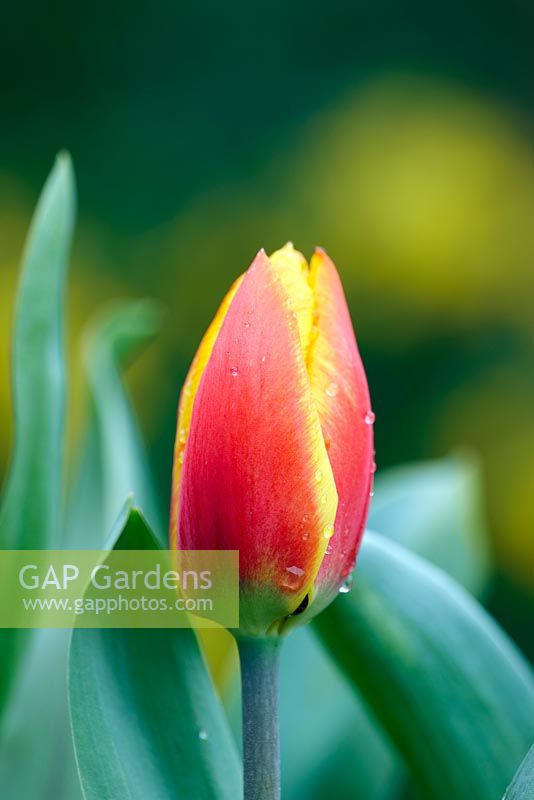 Tulipa 'Flair' - March