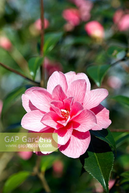 Camellia x williamsii 'Donation' - April