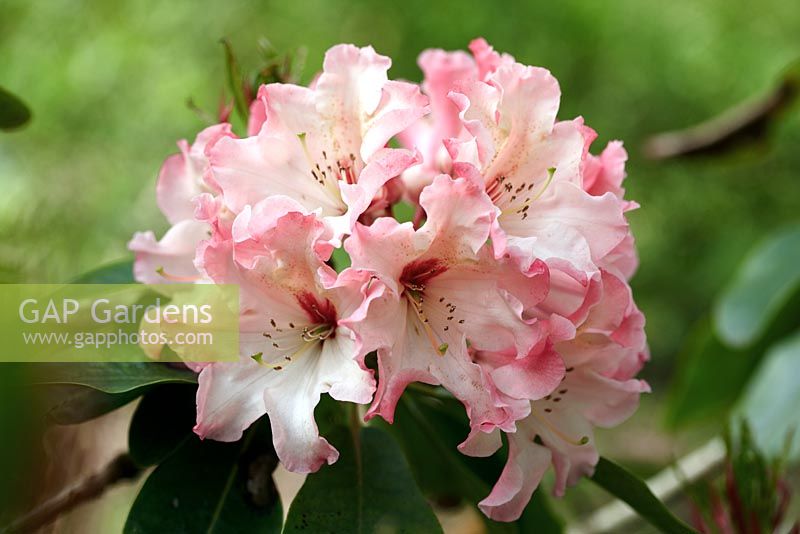 Rhododendron 'Lem's Cameo' - May