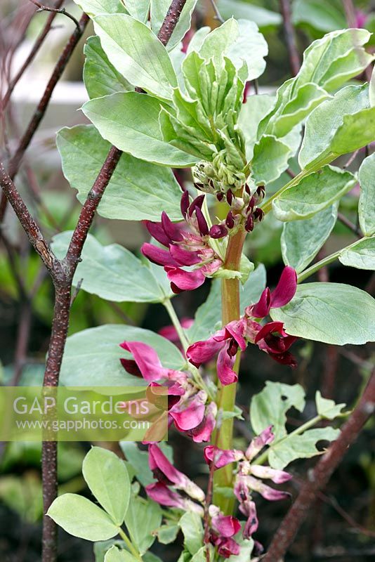 Vicia faba 'Crimson Flowered' - Broad bean. May.