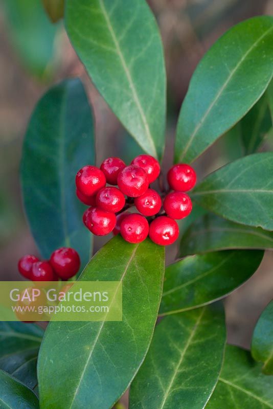 Skimmia japonica subsp. reevesiana 'Chilan Choice'