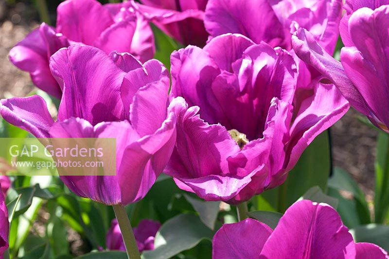 Tulipa - Tulip 'Van der Neer'. Single Early, historic tulip introduced in 1860.
