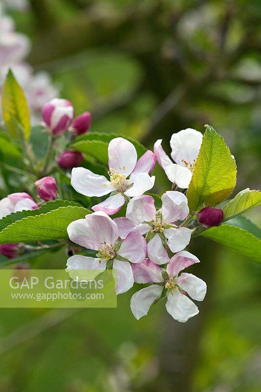Malus domestica - Apple 'Greensleeves' in blossom