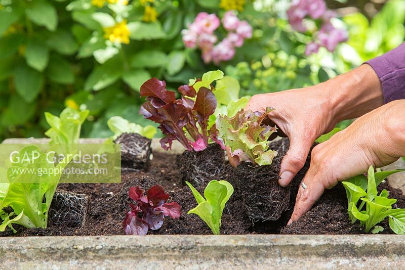 Planting Lettuce 'Little Gem' plugs. 