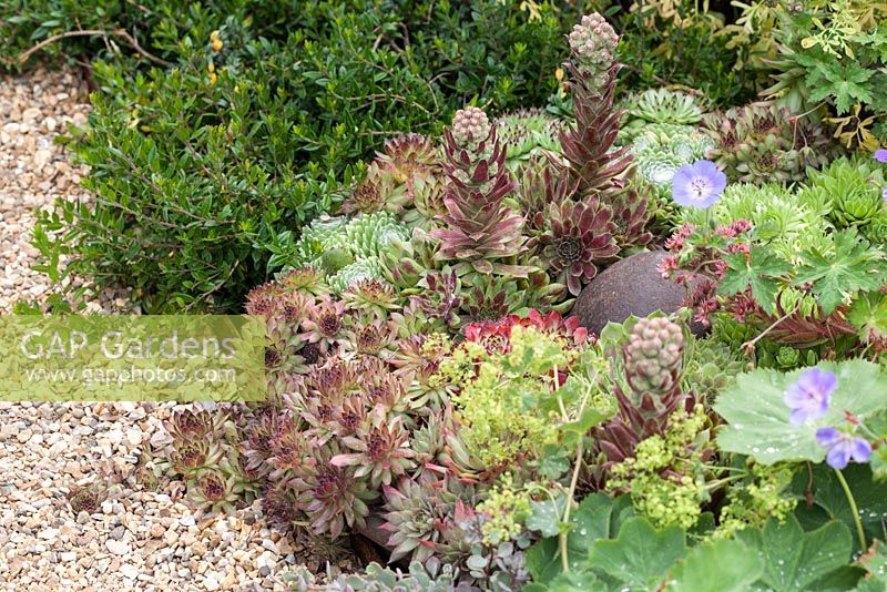The Flintnapper's Garden - A Story of Thetford. Selection of sempervivums with gravel path. Designer: Luke Heydon - Sponsors: Businesses and Residents in and around Thetford