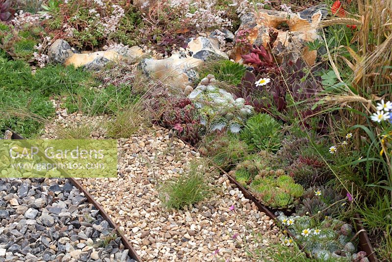 The Flintnapper's Garden - A Story of Thetford. The paths are made of a selection of sedums, sempervivums, pine cones and gravel. Designer: Luke Heydon - Sponsors: Businesses and Residents in and around Thetford