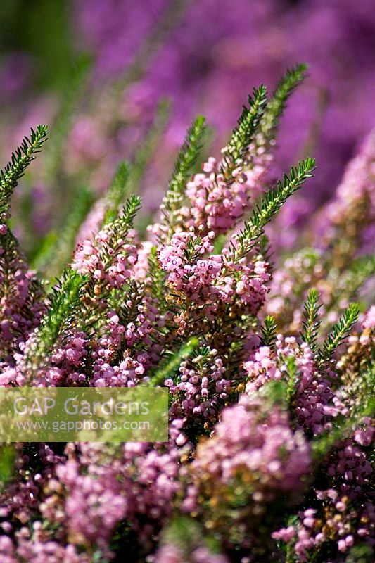Erica vagans 'Saint Keverne' National Collection of Heathers, August, Surrey