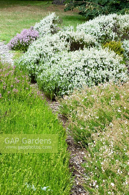 Erica carnea f alba 'Springwood White' AGM Mass planting of varieties of Erica carnaea and Calluna vulgaris mimicing moorland. Tapestry of colours. National Collection of Heathers. August, Surrey