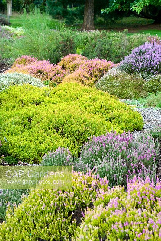 Mass planting of varieties of Erica carnaea and Calluna vulgaris mimicing moorland. Tapestry of colours. National Collection of Heathers. August, Surrey