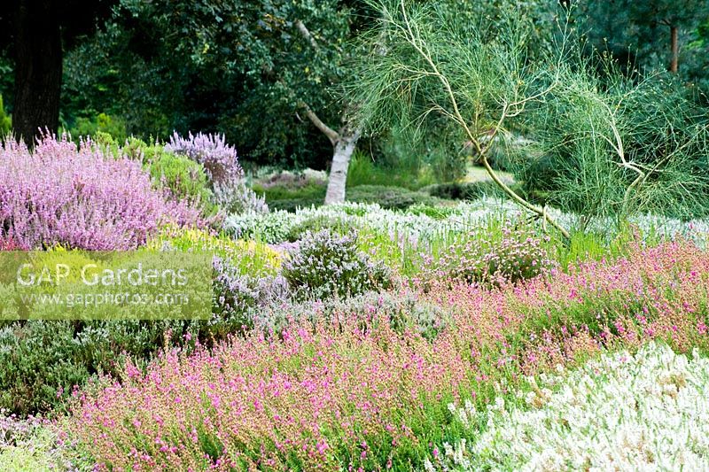 Mass planting of varieties of Erica carnaea and Calluna vulgaris mimicing moorland. Tapestry of colours. Birch and Genista aetensis National Collection of Heathers. August, Surrey