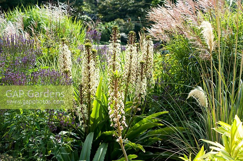 Prairie-style border with Eucomis, Verbena hastata and Miscanthus and other grasses.  August, Surrey