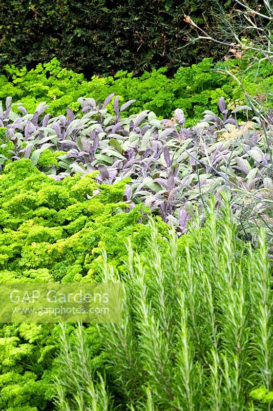 Ornamental planting of herbs in a border in front of a yew hedge with Parsley - Persil 'Champion', Rosemary - Rosmarinus officinalis and Sage - Salvia officinalis Purpurea.   August, Surrey